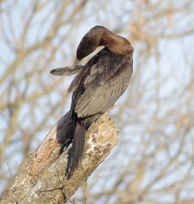 Neotropic Cormorant