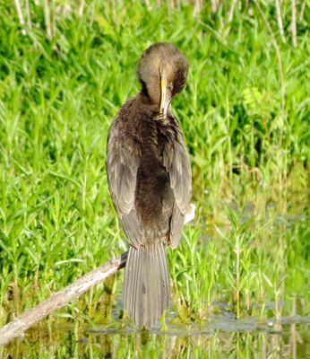 Neotropic Cormorant
