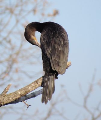 Neotropic Cormorant