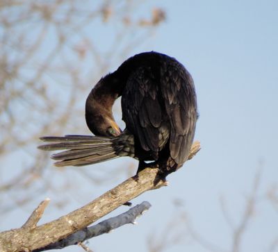 Neotropic Cormorant