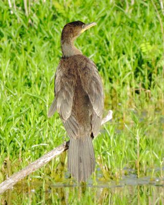 Neotropic Cormorant
