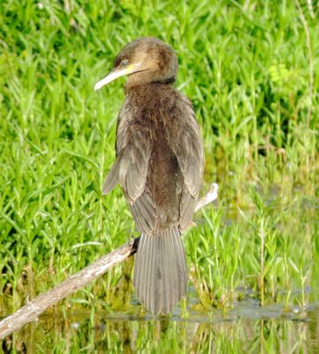 Neotropic Cormorant