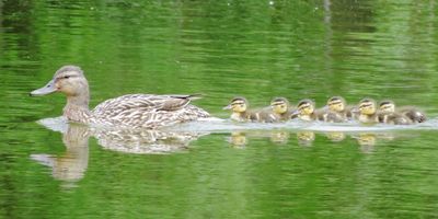 Mallard