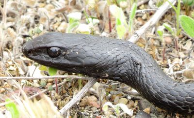 Eastern Coachwhip