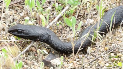 Eastern Coachwhip