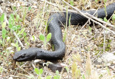 Eastern Coachwhip