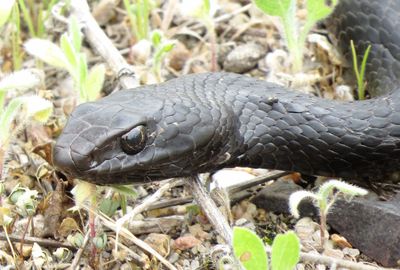 Eastern Coachwhip