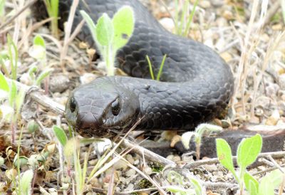 Eastern Coachwhip