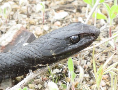Eastern Coachwhip