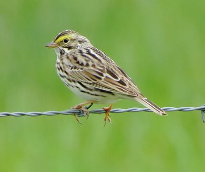 Savannah Sparrow