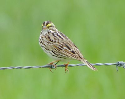 Savannah Sparrow