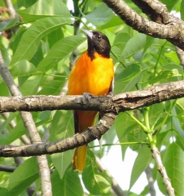 Baltimore Oriole