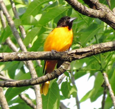 Baltimore Oriole