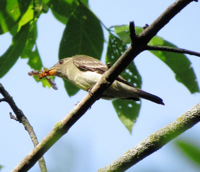Eastern Wood Pewee