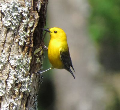 Prothonotary Warbler