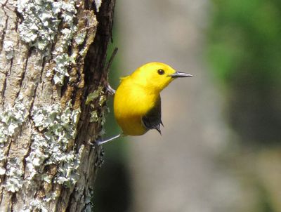 Prothonotary Warbler