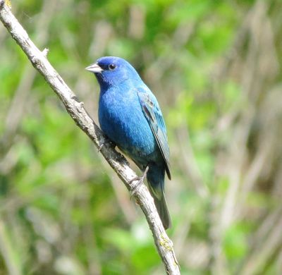 Indigo Bunting