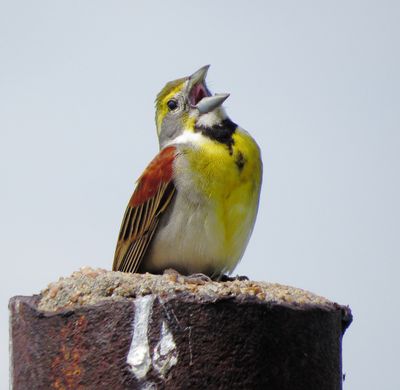 Dickcissel