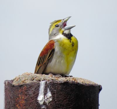 Dickcissel
