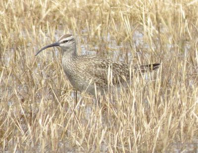 Whimbrel