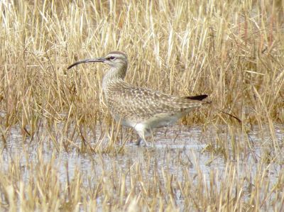 Whimbrel