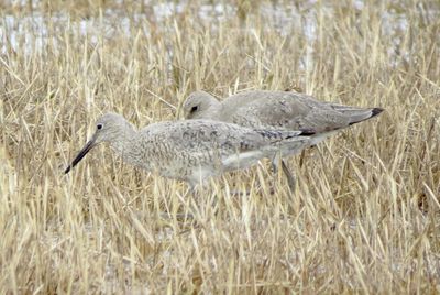 Willet
