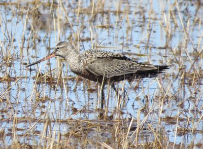 Hudsonian Godwit