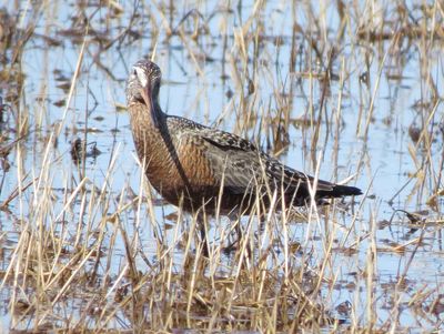 Hudsonian Godwit