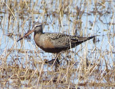 Hudsonian Godwit