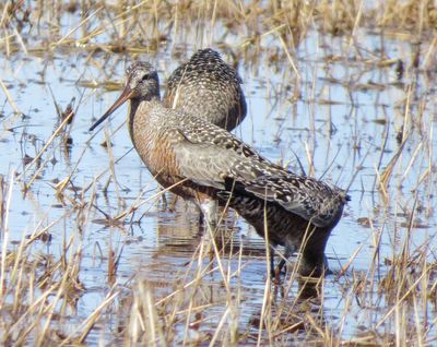 Hudsonian Godwit