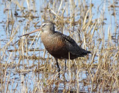 Hudsonian Godwit