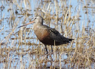 Hudsonian Godwit