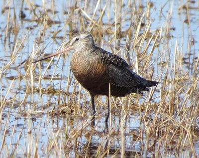 Hudsonian Godwit