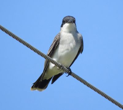 Eastern Kingbird