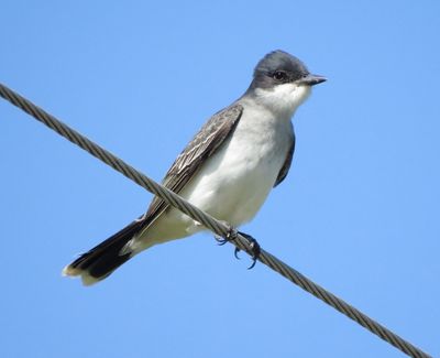 Eastern Kingbird