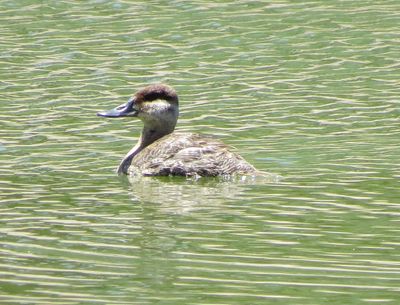 Ruddy Duck