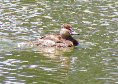 Ruddy Duck
