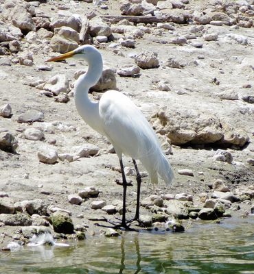 Great Egret