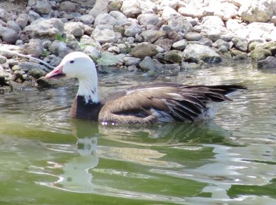 Snow Goose