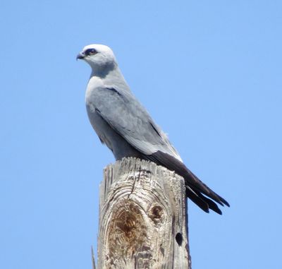 Mississippi Kite