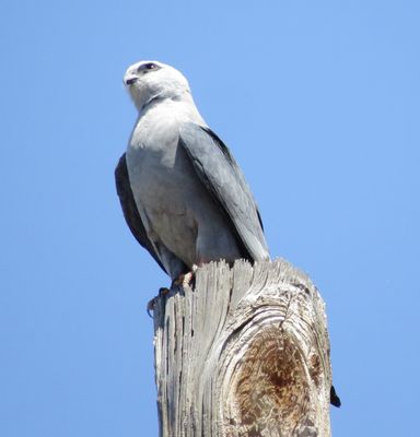 Mississippi Kite