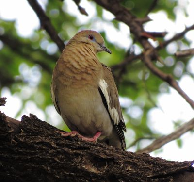 White-Winged Dove