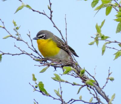 Yellow-Breasted Chat
