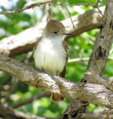 Ash-Throated Flycatcher