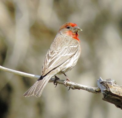 House Finch