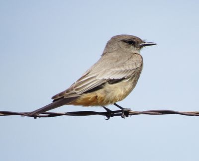 Say's Phoebe