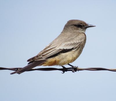 Say's Phoebe
