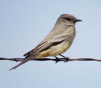Say's Phoebe