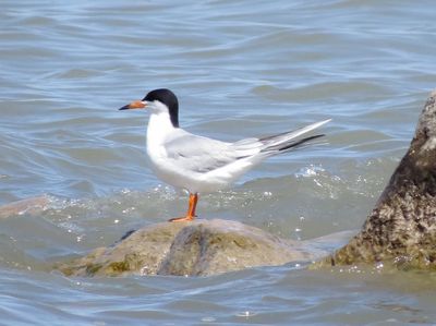 Forster's Tern