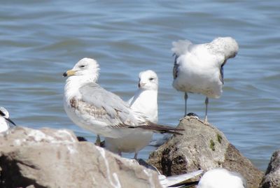 Ring-Billed Gull